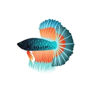 Aqua Fantail Betta